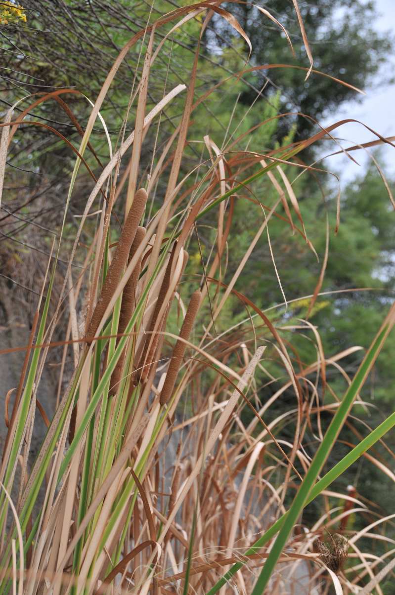 Typha angustifolia